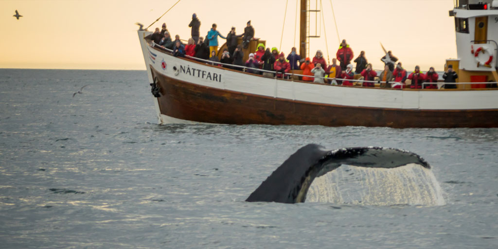 A Local’s Guide to Spotting Wildlife in Iceland