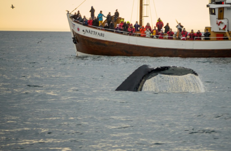 A Local’s Guide to Spotting Wildlife in Iceland