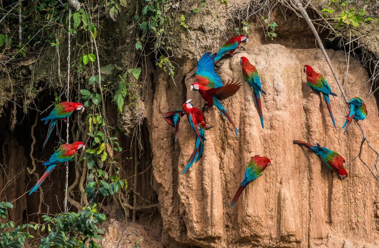 Macaws at a clay lick in the Peruvian rainforest.