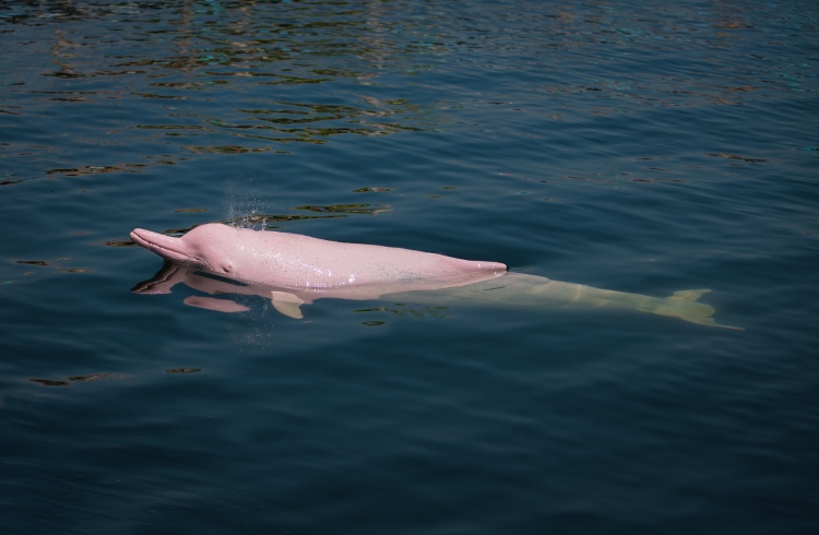 A pink river dolphin swims in the Amazon river in Peru.