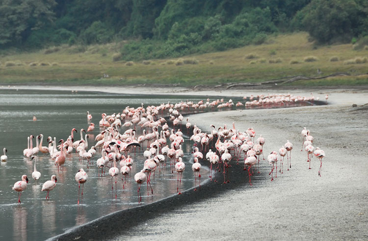 Flamingos in the Empakai Lake in Tanzania.