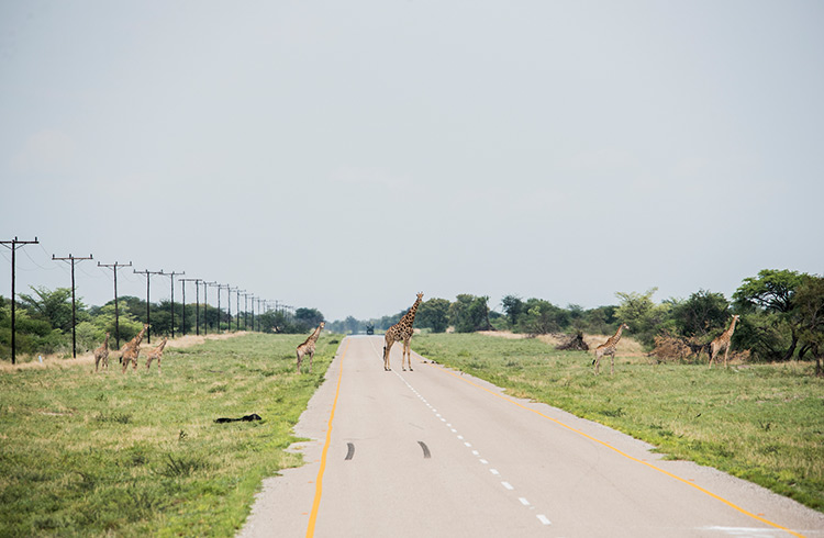 Hitchhiking Safety in Botswana: 8 Dos and Don'ts