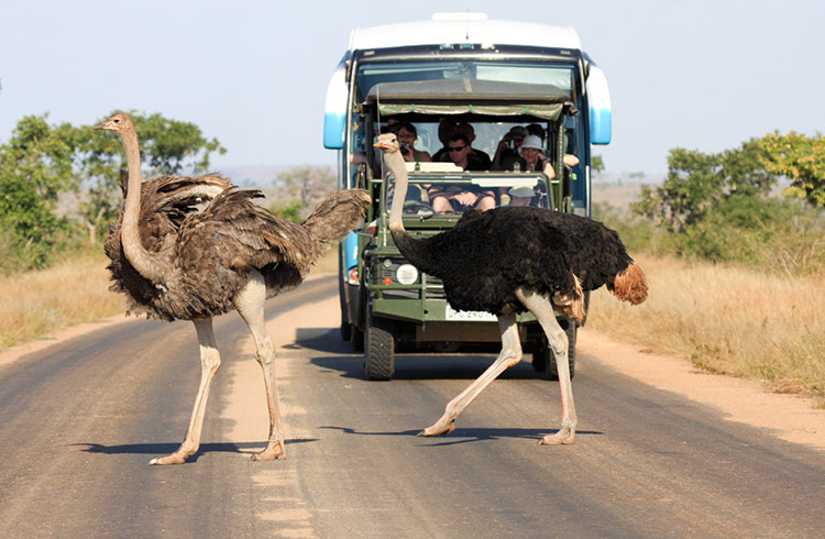 Ostrich in Kruger National Park