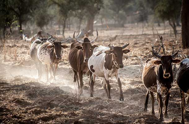 Dewgal: Crossing of the Cattle in Mali