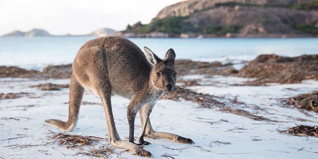 A Guide to Australian Wildlife (That Won't Kill You)