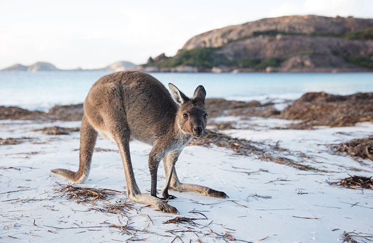 A Guide to Australian Wildlife (That Won't Kill You)