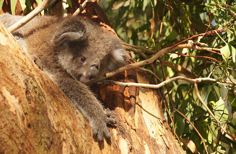 A koala lazes about in a tree on Phillip Island.