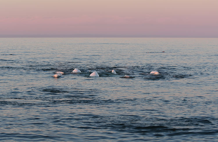 Beluga whales frolicking in Hudson Bay at sunset.