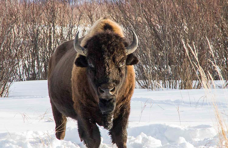 A bison in Elk National Park, Alberta.