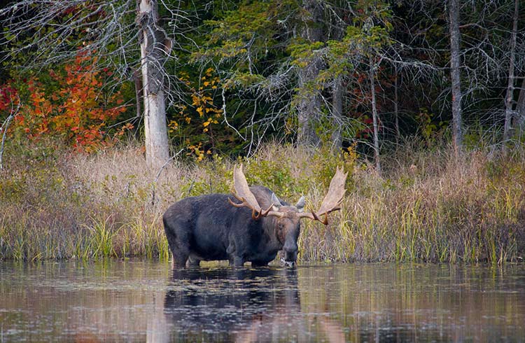 A moose in the water, Algonquin Provincial Park.