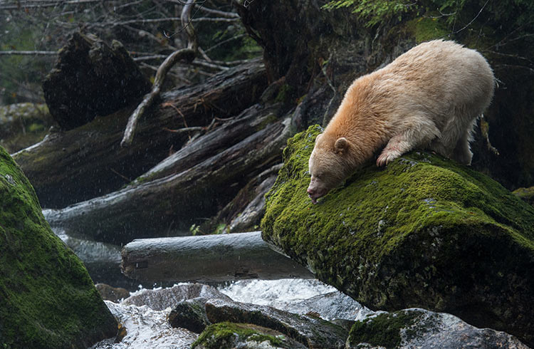 A spirit bear watches for fish in a British Columbia river.