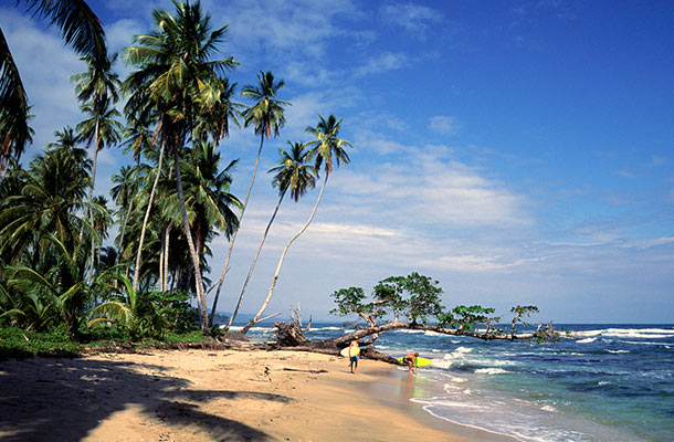 Palm trees along a beach in Costa Rica.