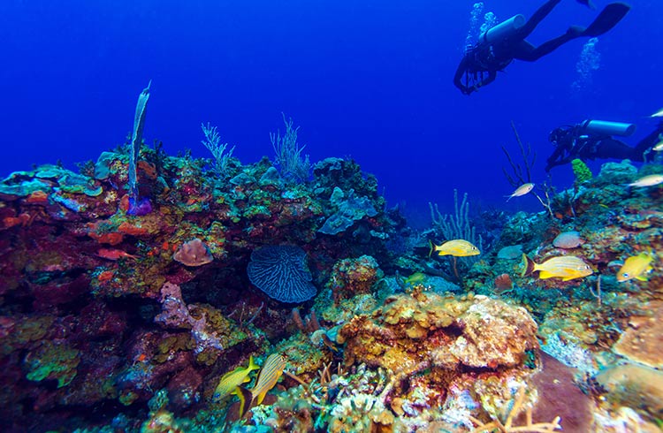 Colorful reef and divers, Cayo Largo, Cuba.