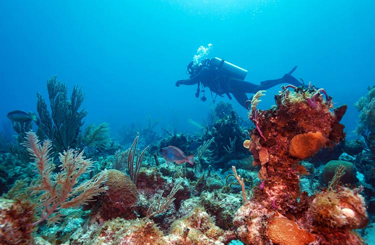 Scuba in Cuba Safely: 5 Essential Tips for Divers