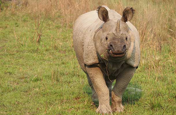 A one-horned rhino in Chitwan National Park, Nepal.