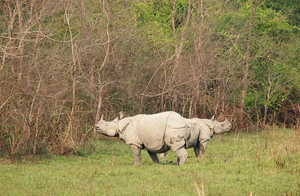 One-horned rhinoceros in Chitwan National Park, Nepal.