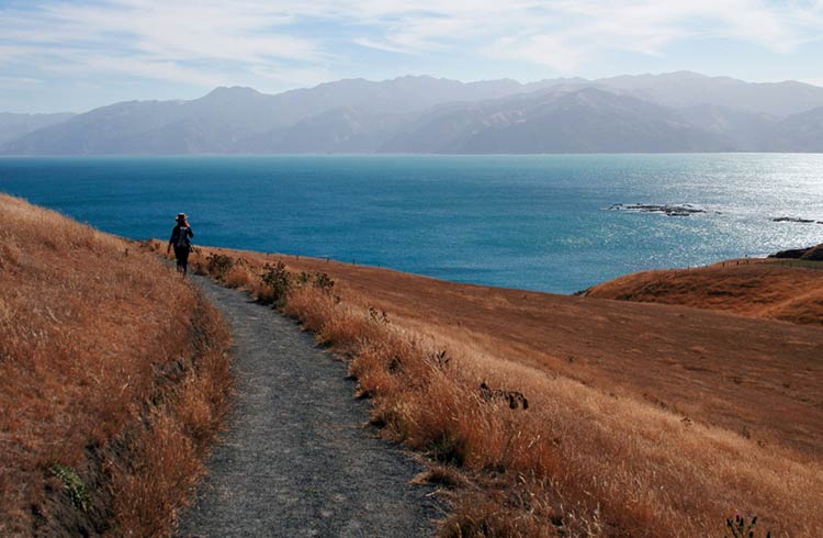 Why Kaikoura Should Be on Your South Island Itinerary