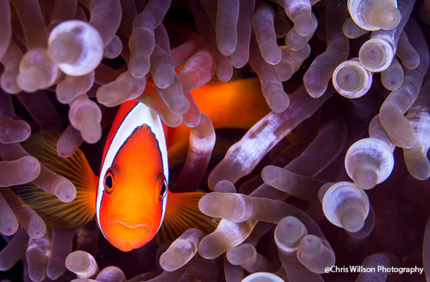 A clownfish fish peeking out from a sea anemone.