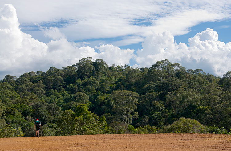 Deforestated field in Borneo.