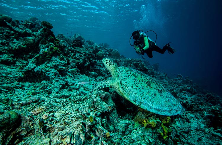Diver with green sea turtle on Derawan islands.
