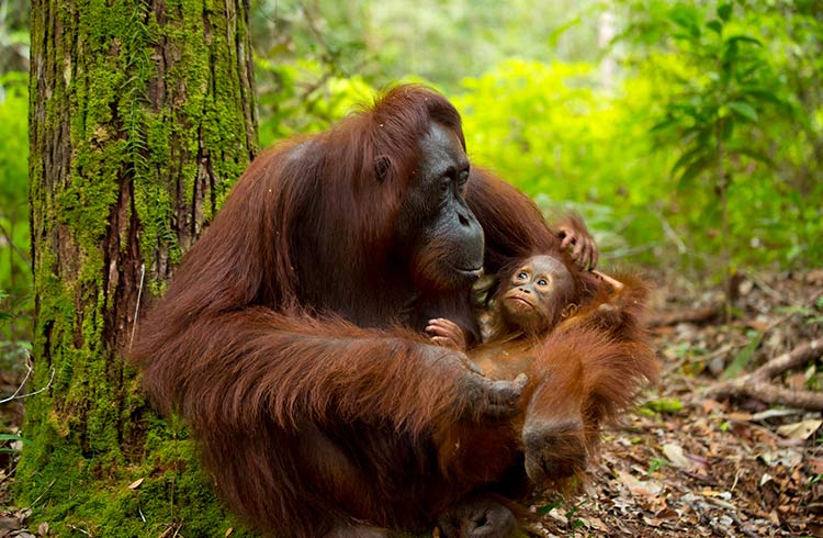 Orangutans in Kalimantan.