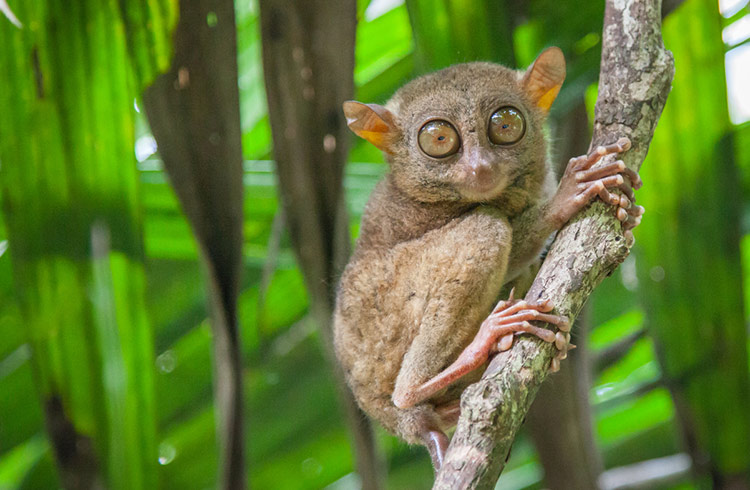 A wild Tarsier clings to a branch in North Sulawesi.