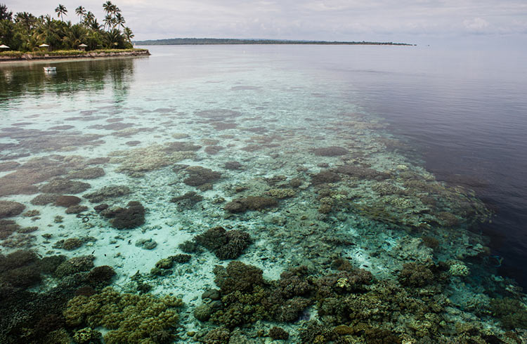 A coral reef in Wakatobi National Marine Park in Sulawesi, Indonesia.
