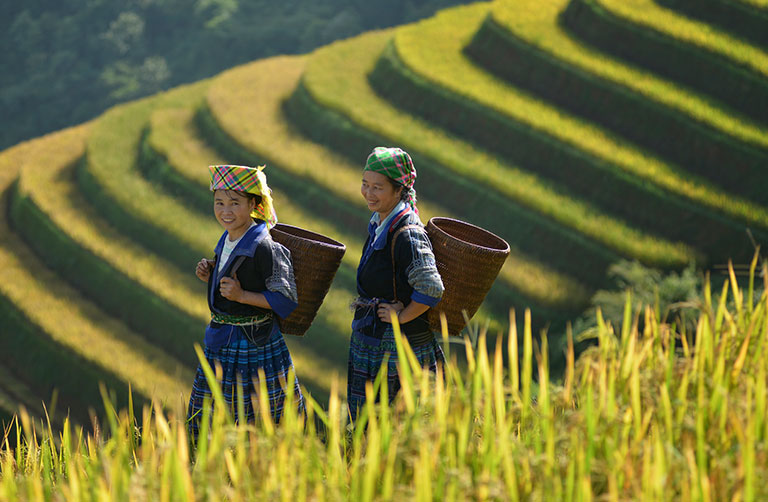 Hmong women in rice fields