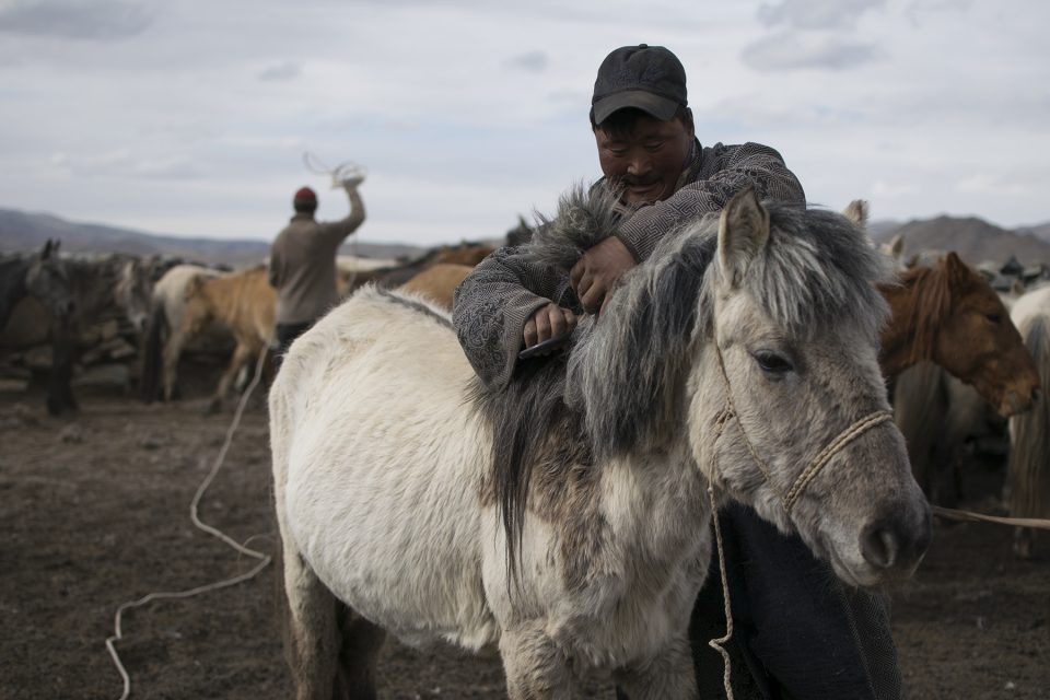 Otgo cutting a horse's mane while Ganbold ropes another horse in the background. With little verbal communication, the herders worked as a unit to cut the hair of around 50 horses.