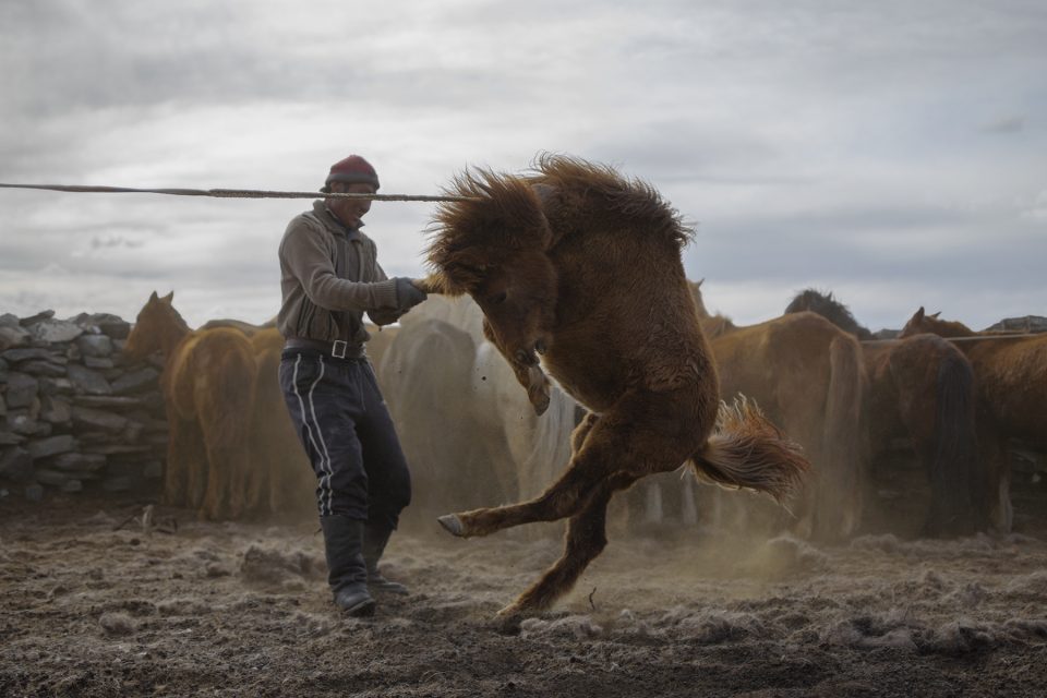A nomadic herder in Mongolia wrestles a half-wild horse to the ground.