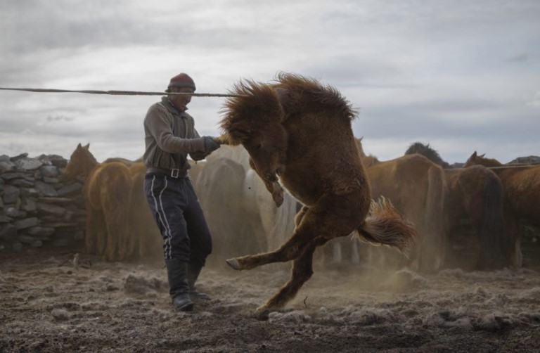 A Haircut for Mongolia's "Half-Wild" Horses