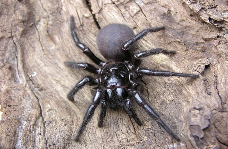 Spider news, Australia: Man's close encounter with deadly arachnid in pool