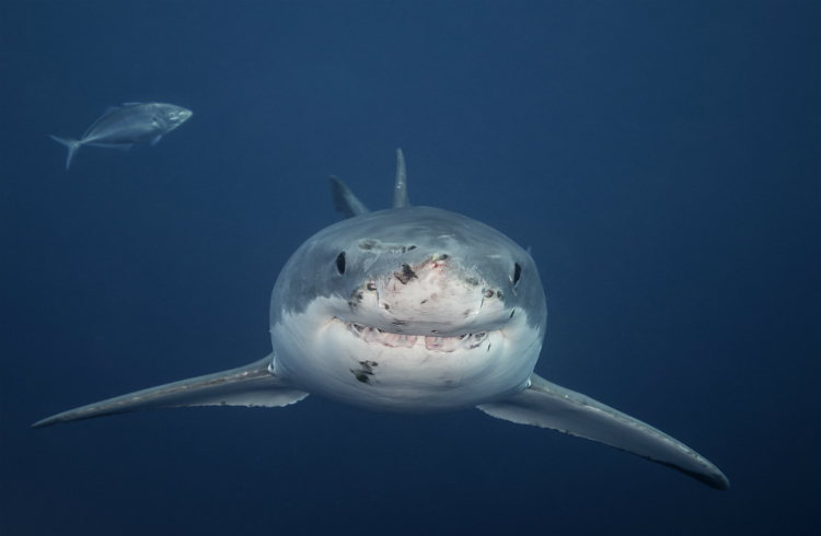 Great white shark in Australian waters