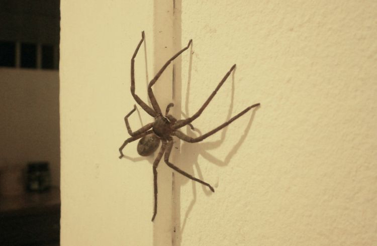 dangerous australian spiders