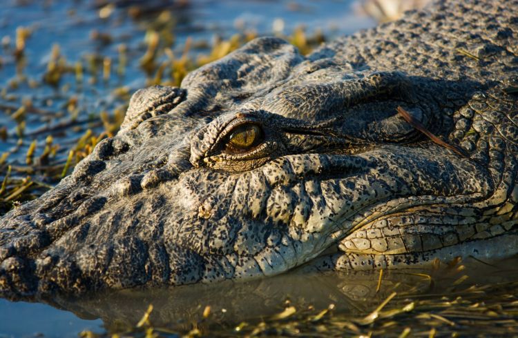 Crocodile Safety - What You Need To Know