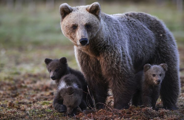 Eurasian brown bear in Finland