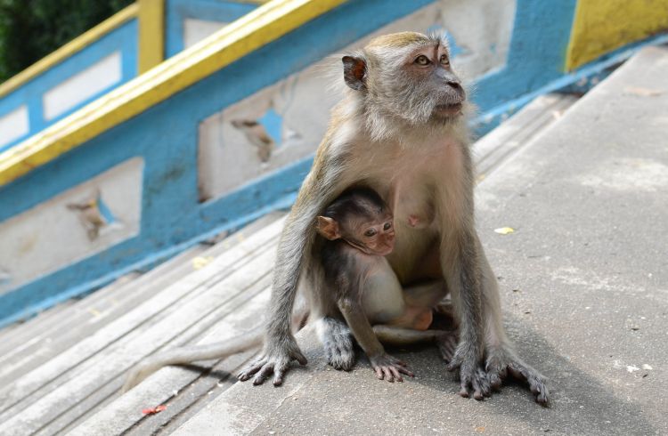 Monkeys in Malaysia