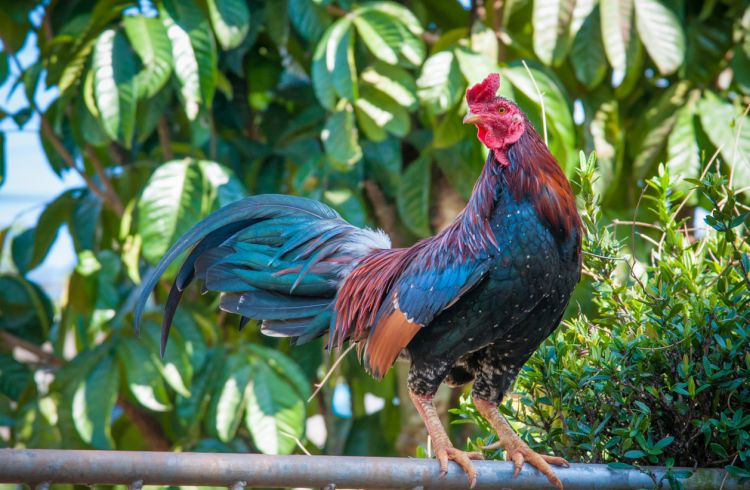 What Travelers Need to Know About Avian Influenza (Bird Flu)