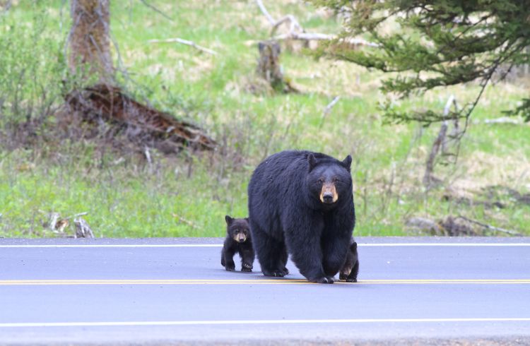 Five Tips to Avoid Meeting a Bear in the Wild in the USA
