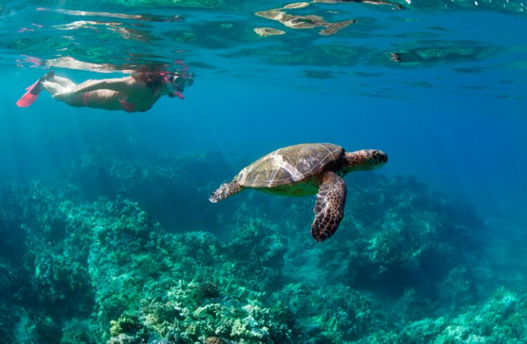 Snorkelling with a sea turtle in Hawaii