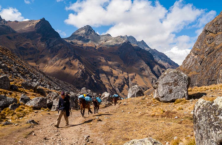 Man drives a group of Pack Horses through a mountain pass on the Salcantay Trail, Peru