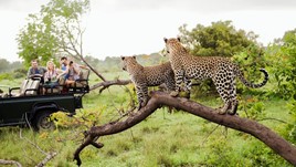 How to Stay Safe on an African Safari: Tips From a Guide