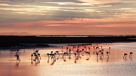 There’s No Place Like the Camargue Delta