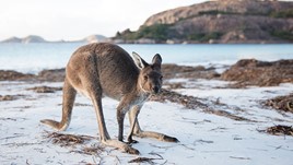 A Guide to Australian Wildlife (That Won’t Kill You)