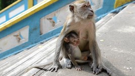 Are Monkeys Dangerous? Tips to Keep You Safe in Malaysia