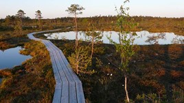 Into the Bog: Exploring Soomaa National Park, Estonia