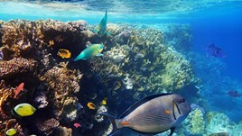 Safety Tips for Scuba Diving & Snorkeling in Fiji
