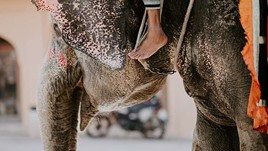 Why Elephant Riding Should Be Removed from Your List