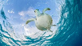 Save the Sea Turtles: Conservation Tips for Travelers