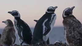 Penguin Conservation in Patagonia
